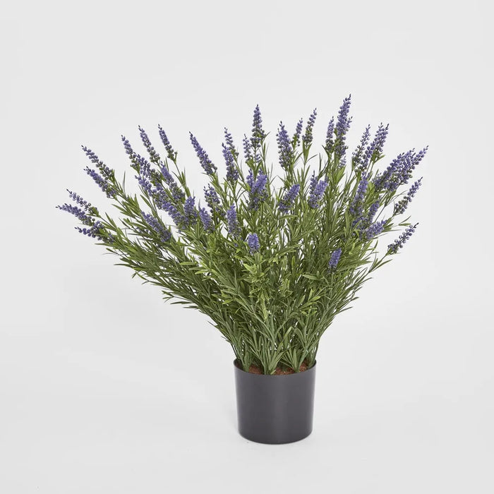 Lavender Bush in Pot 68cm