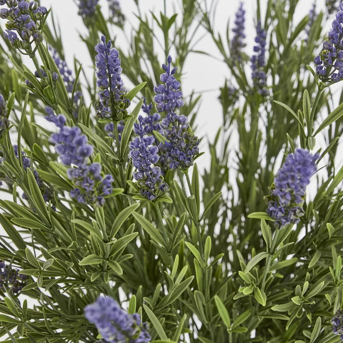 Lavender Bush in Pot 68cm