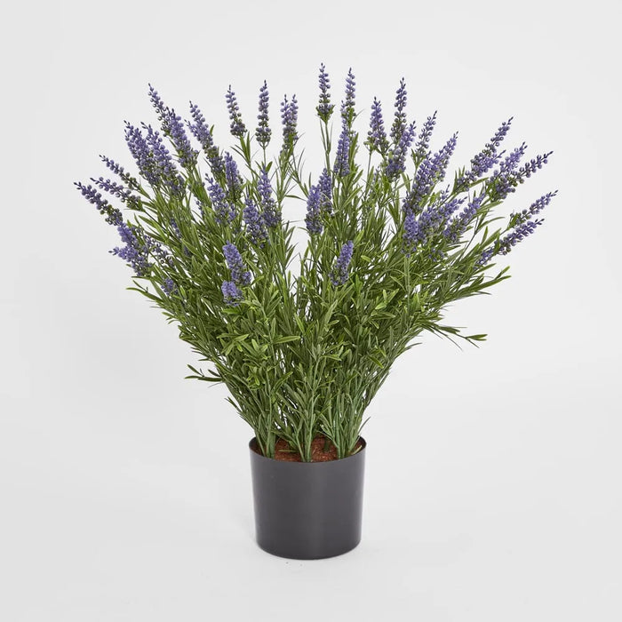 Lavender Bush in Pot 68cm