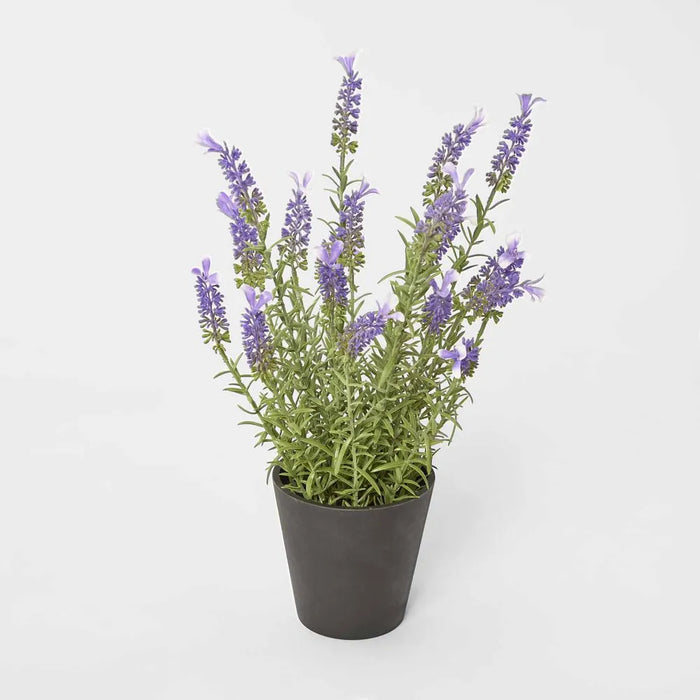 Lavender in Pot 42cm Pack of 4