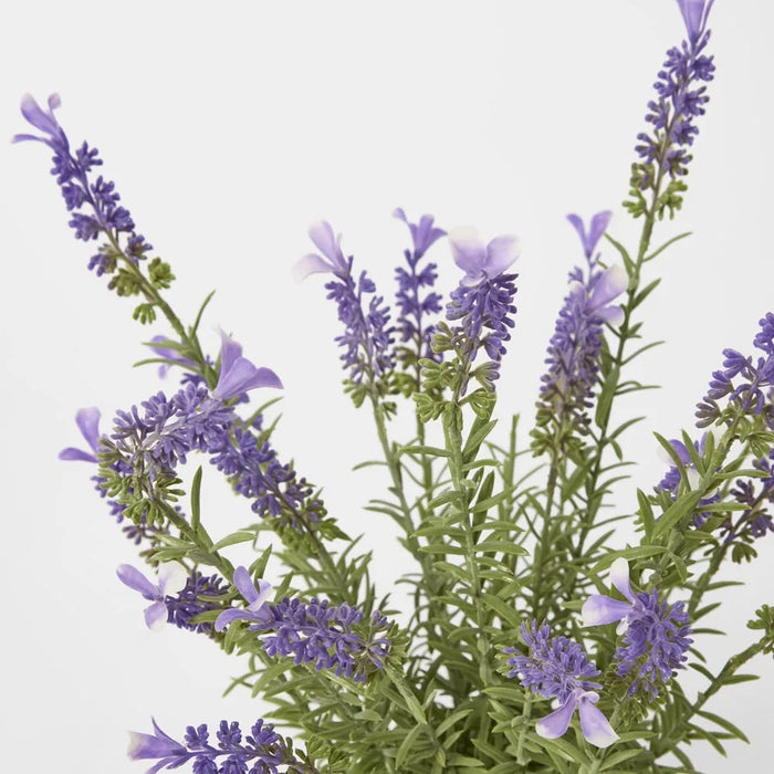 Lavender in Pot 42cm Pack of 4