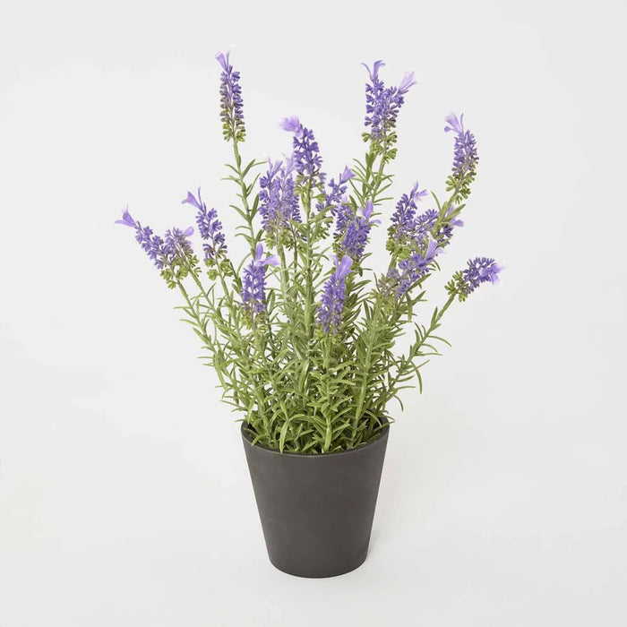 Lavender in Pot 42cm Pack of 4