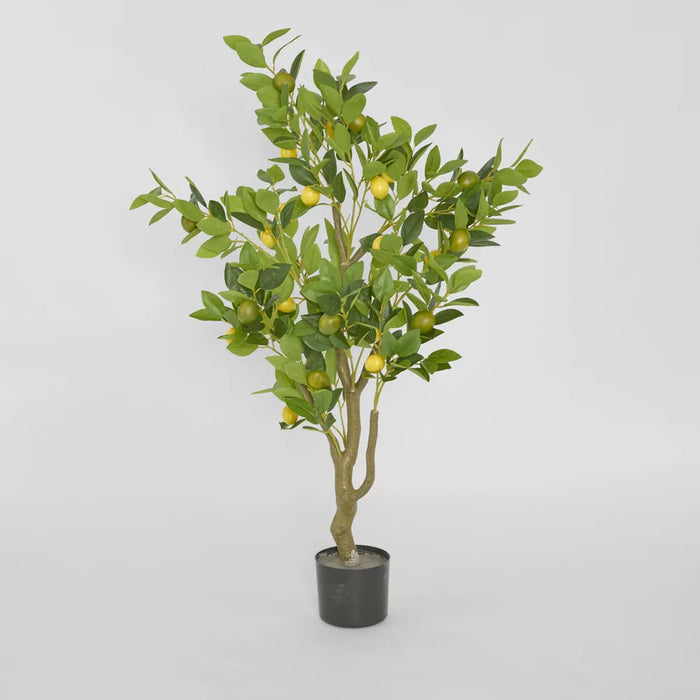 Lemon Tree 120cm