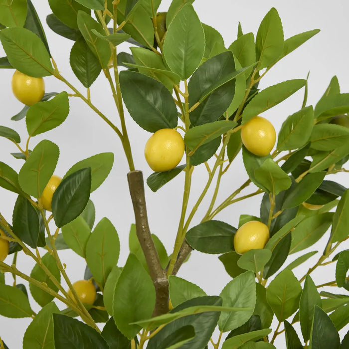 Lemon Tree 120cm