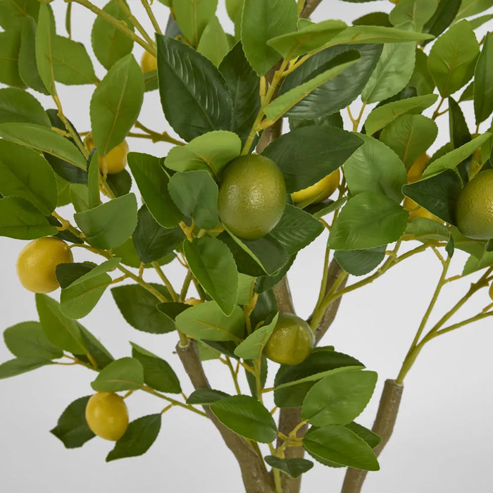 Lemon Tree 120cm