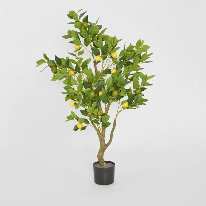 Lemon Tree 120cm
