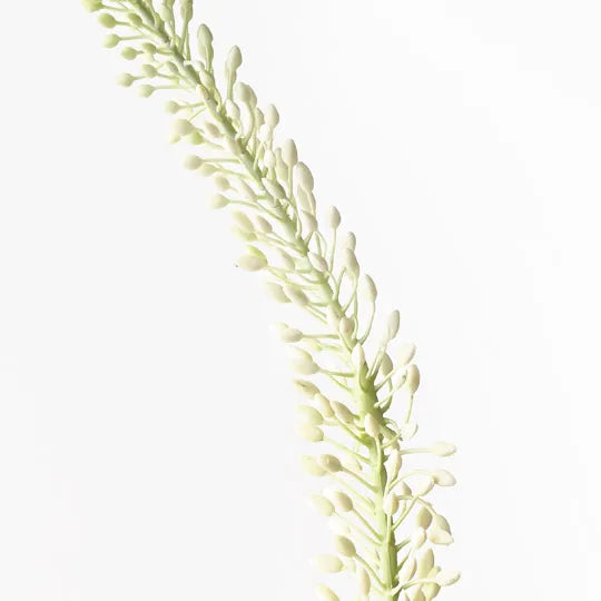 Lily Foxtail Cream Green 130cm - Pack of 12