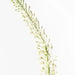 Lily Foxtail Cream Green 130cm - Pack of 12