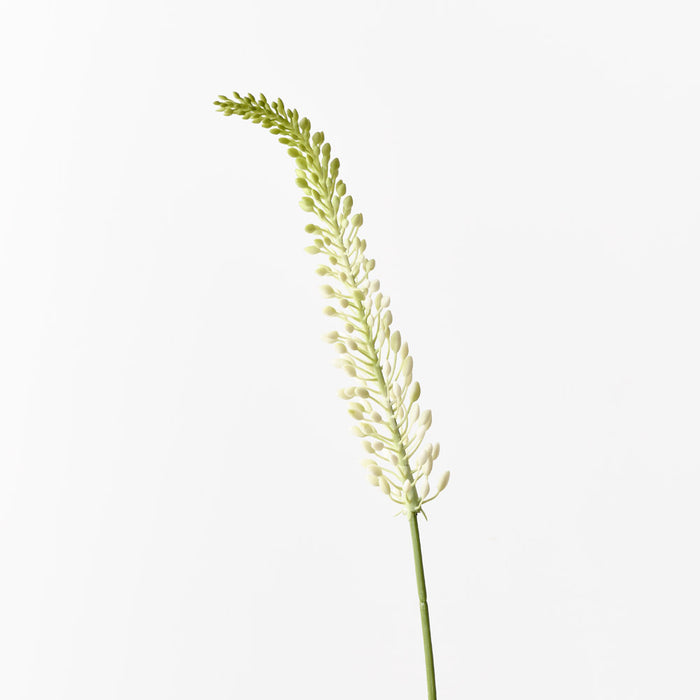 Lily Foxtail Cream Green 75cm - Pack of 12