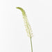 Lily Foxtail Cream Green 75cm - Pack of 12