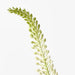 Lily Foxtail Cream Green 75cm - Pack of 12