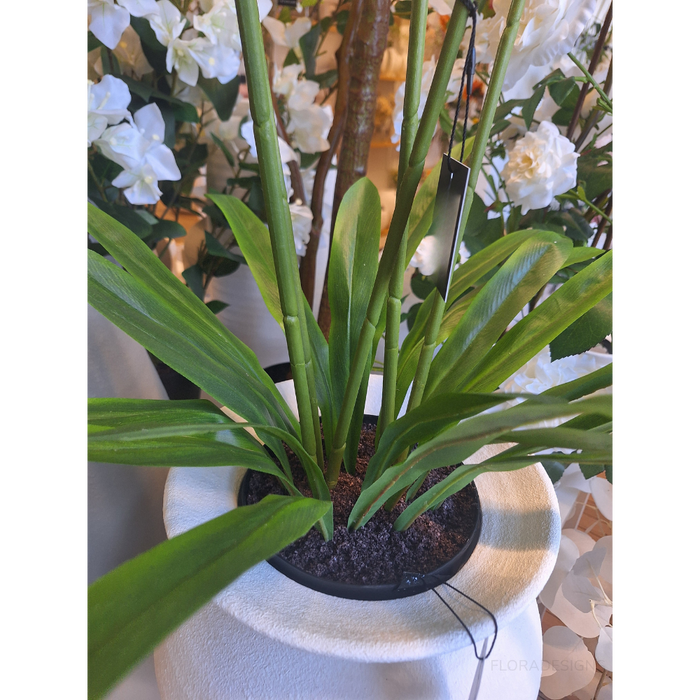 Lily Foxtail Plant White 105cm