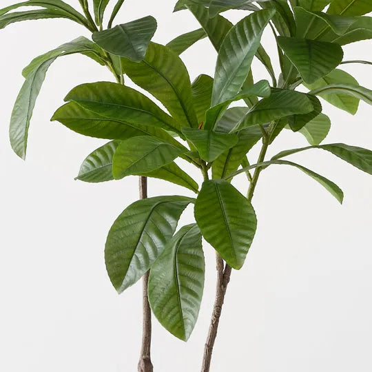 Loquat Tree Green 122cm - Pack of 2