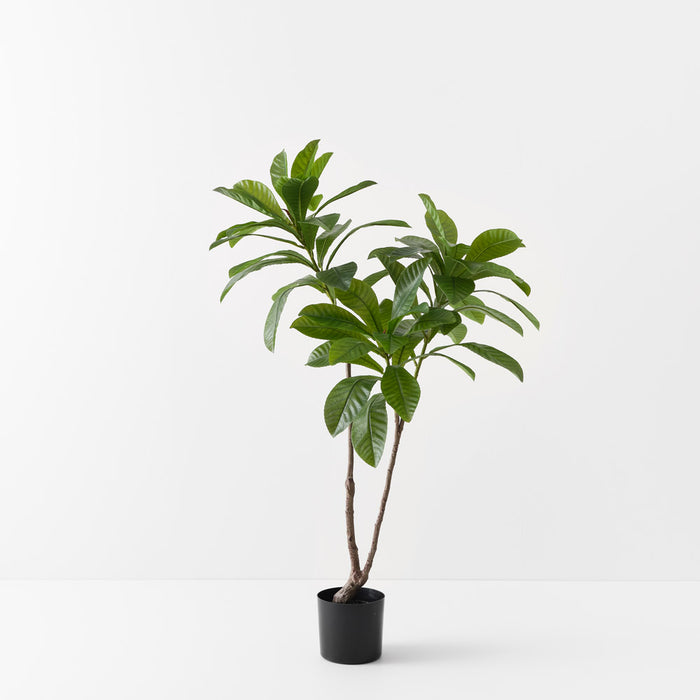 Loquat Tree Green 122cm - Pack of 2