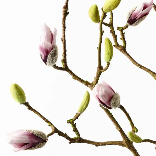 Magnolia Bud Spray Pink 96cm - Pack of 12