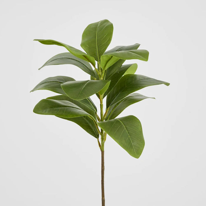 Magnolia Green Leaf Stem 80cm Pack of 12