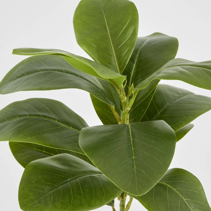 Magnolia Green Leaf Stem 80cm Pack of 12