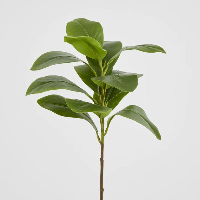 Magnolia Green Leaf Stem 80cm Pack of 12