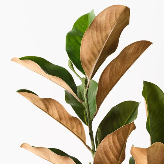 Magnolia Leaf Spray 110cm Green Pack of 12