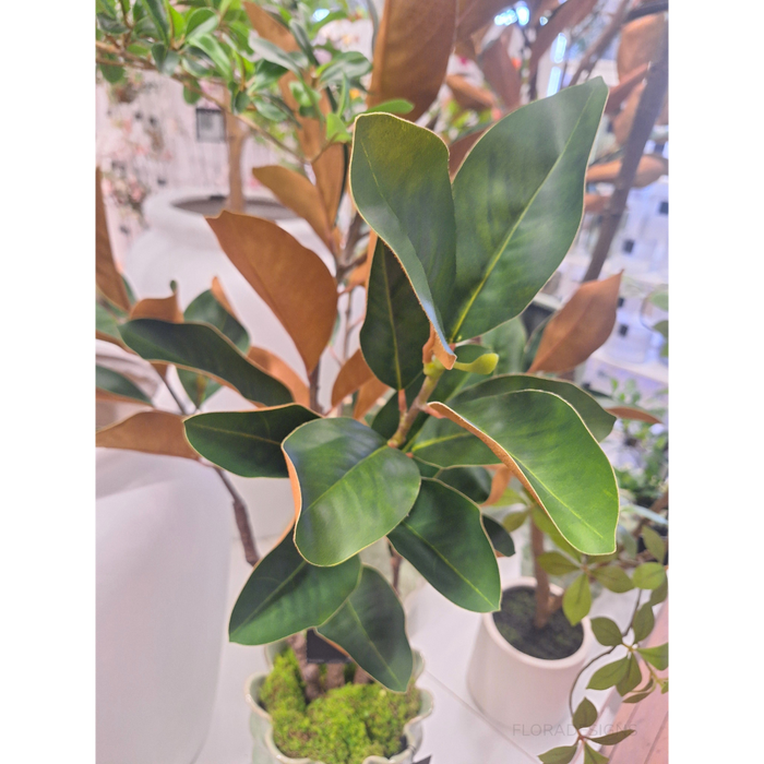 Magnolia Tree Green 120cm Pack of 2