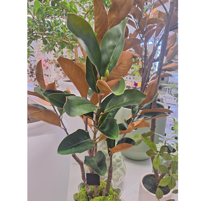 Magnolia Tree Green 120cm Pack of 2