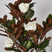 Magnolia Tree With White Flowers 166cm - Pack of 2