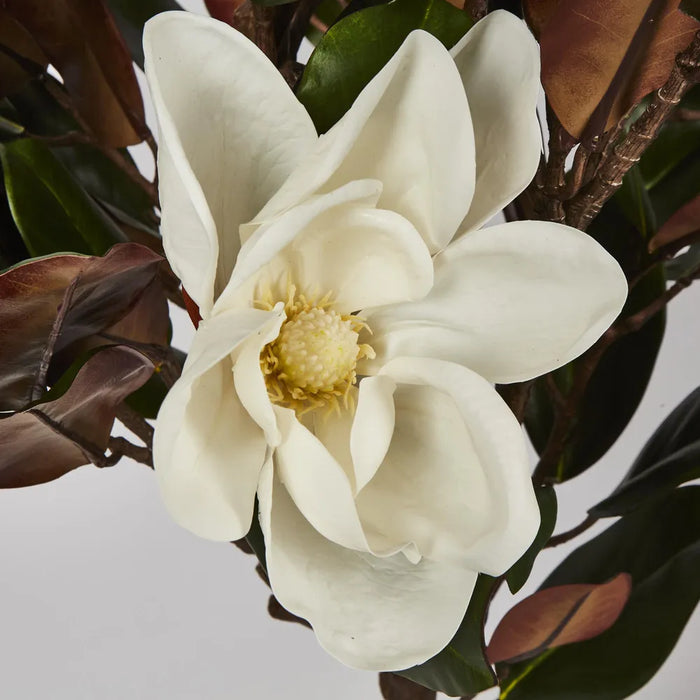 Magnolia Tree With White Flowers 166cm - Pack of 2