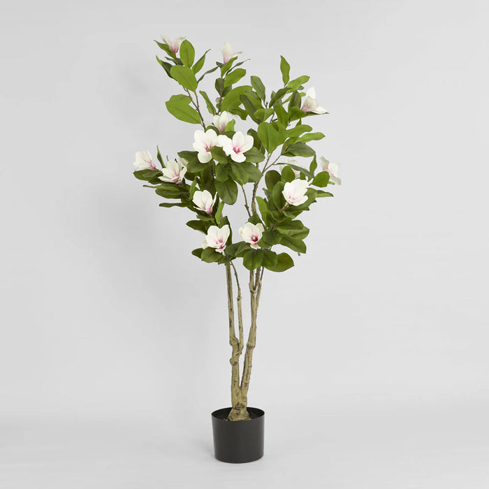 Magnolia Tree in Black Pot 190cm Green