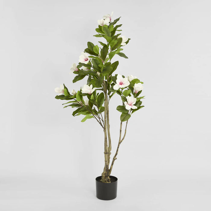 Magnolia Tree in Black Pot 190cm Green