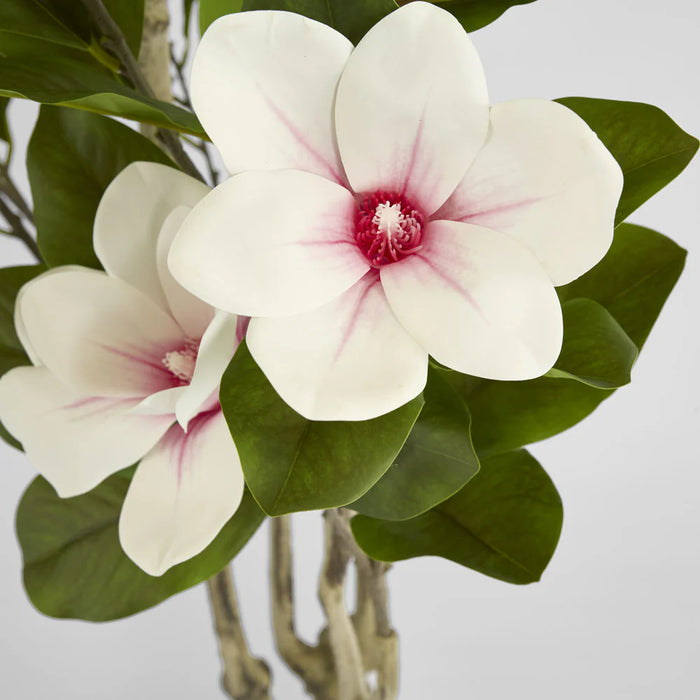 Magnolia Tree in Black Pot 190cm Green