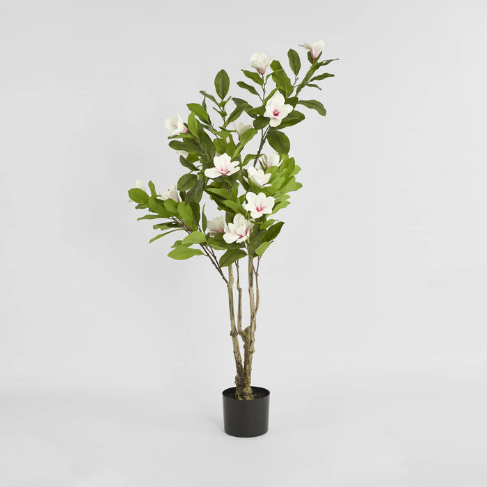 Magnolia Tree in Black Pot 190cm Green