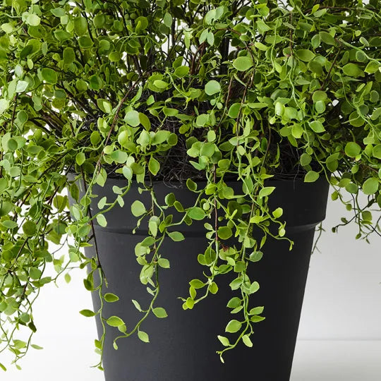 Maidenhair Vine Plant 53cm Green