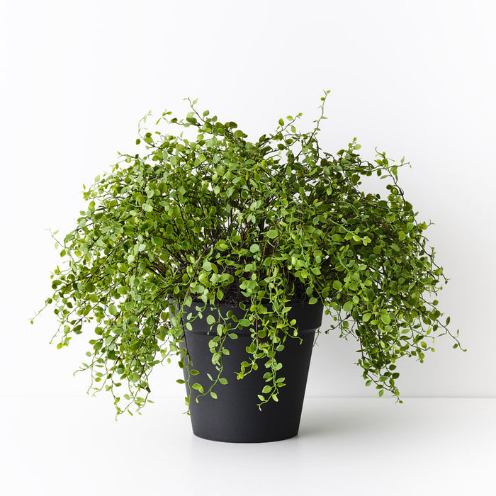 Maidenhair Vine Plant 53cm Green