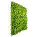 Mediterranean Fern Vertical Garden Green Wall 1mx1m - FLORA DESIGNS
