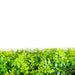 Mediterranean Fern Vertical Garden Green Wall 1mx1m - FLORA DESIGNS