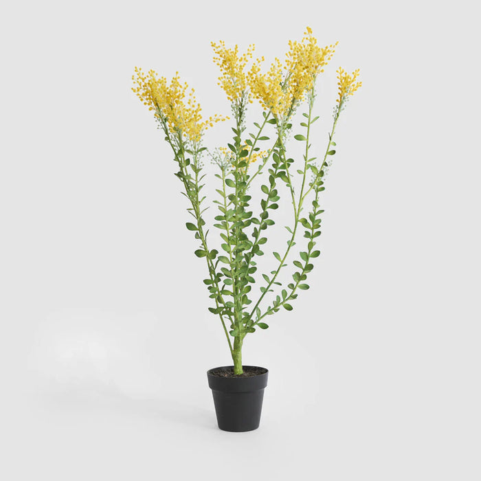 Mimosa Bush Yellow in Black Pot, 36cm