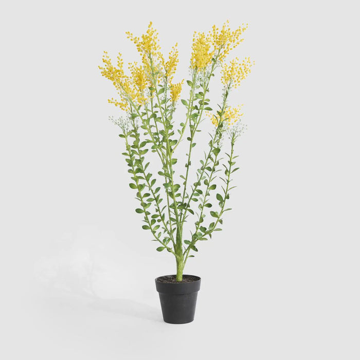 Mimosa Bush Yellow in Black Pot, 36cm
