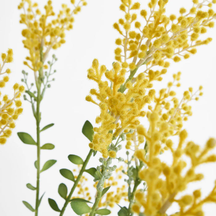 Mimosa Bush Yellow in Black Pot, 36cm