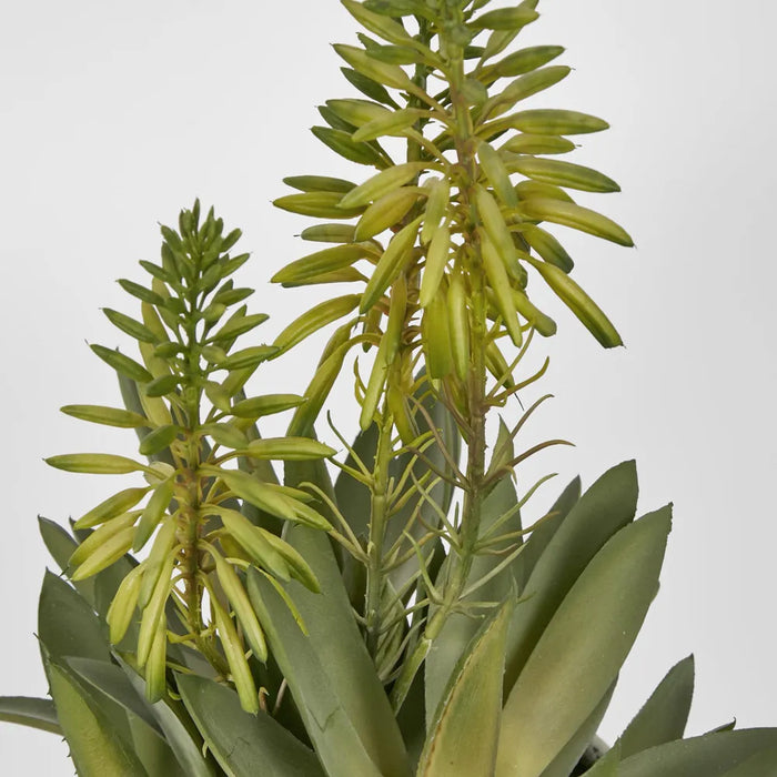 Mini Aloes In Pot 42.5cm Set of 2