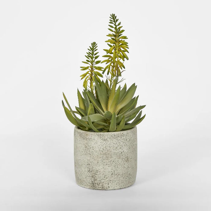 Mini Aloes In Pot 42.5cm Set of 2