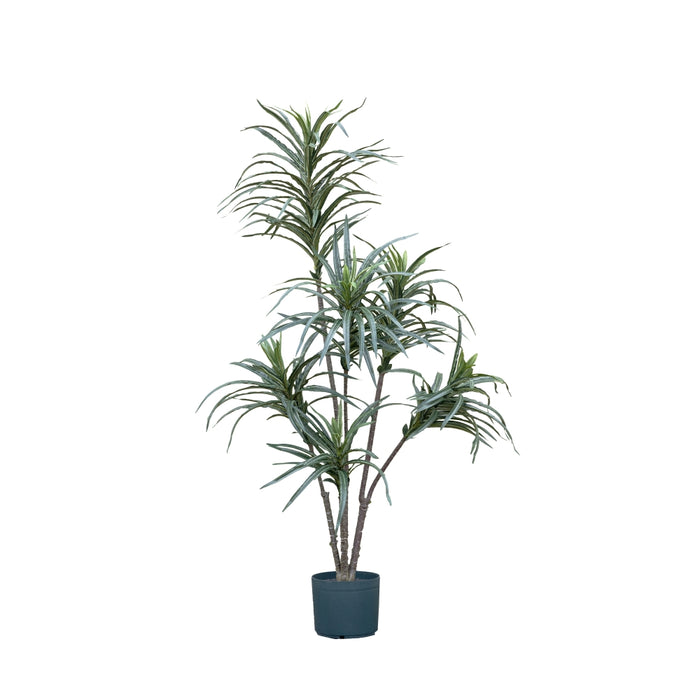 Mini Dracaena Plant 120cm