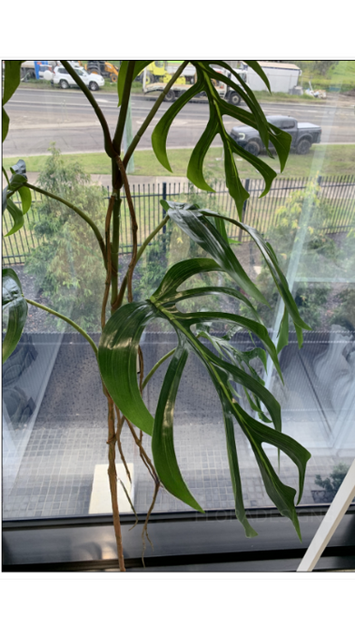 Monstera Dilacerata Stem Green 140cm Pack of 2