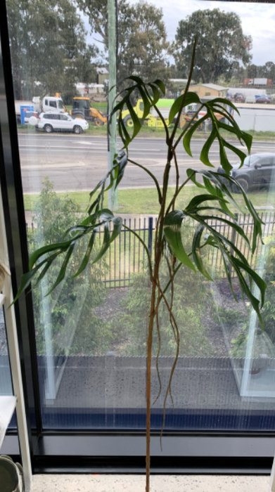 Monstera Dilacerata Stem Green 140cm Pack of 2