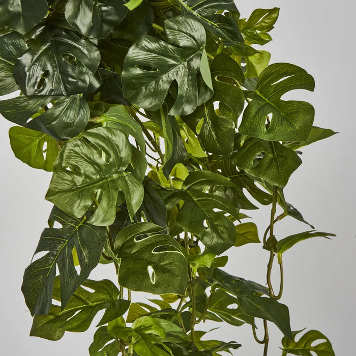 Monstera Split Philo Hanging Bush Green - Pack of 4