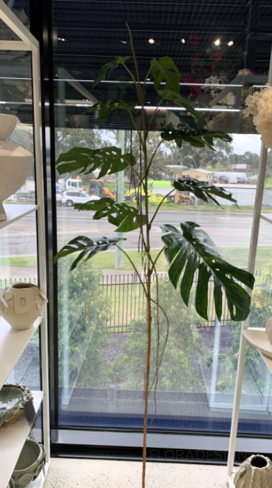 Monstera Stem Green 190cm Pack of 2
