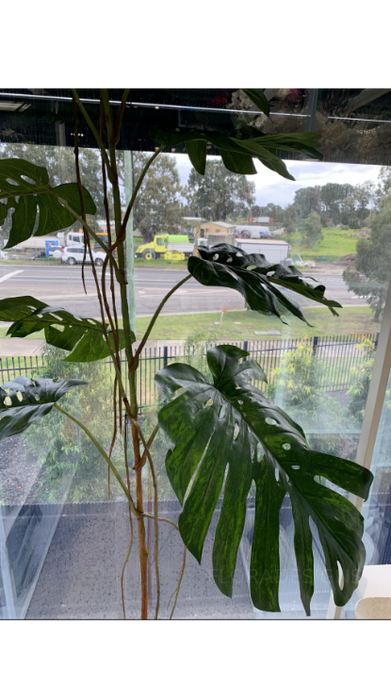 Monstera Stem Green 190cm Pack of 2
