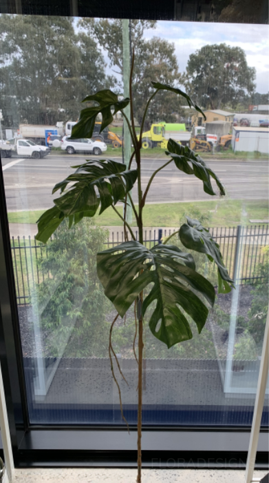 Monstera Stem Green 90cm Pack of 2