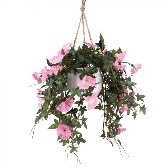 Morning Glory in Hanging Planter 75cm Pink