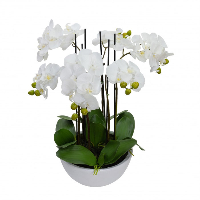 Phal Orchid In Pot 55cm