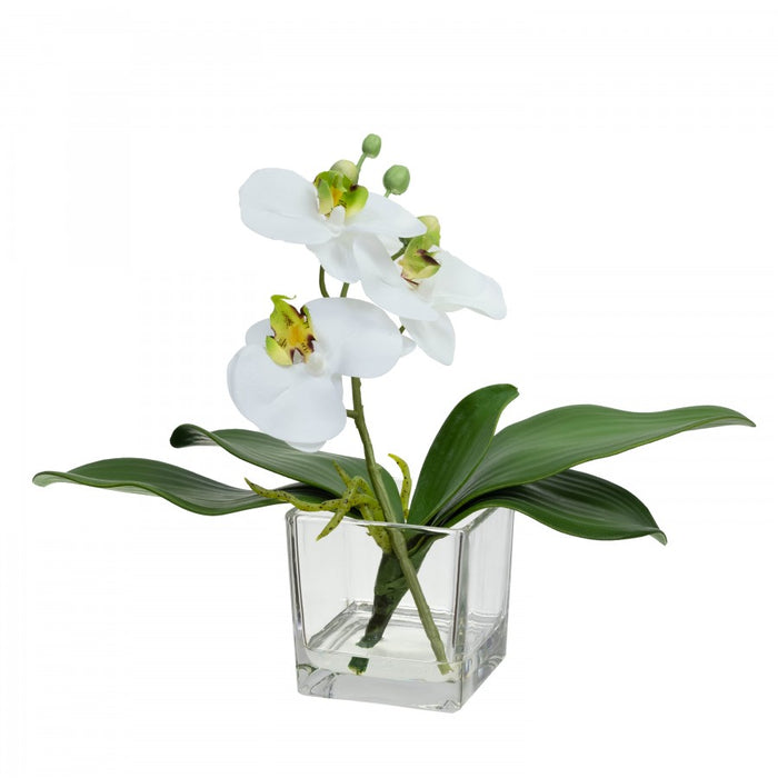 Mini Orchid In Glass- White 25cm